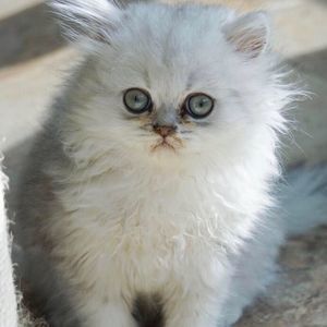 Meet your Posher, Deseree